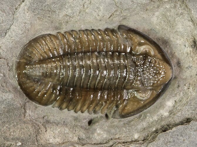 Mississippian Trilobite (Ameropiltonia) - Missouri #77996